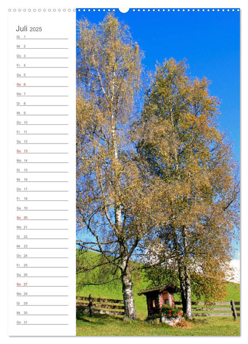 Meine schönsten Bäume (CALVENDO Premium Wandkalender 2025)