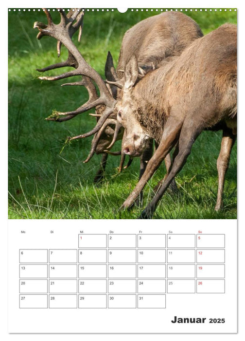 Emotionale Momente: Hirschbrunft (CALVENDO Premium Wandkalender 2025)