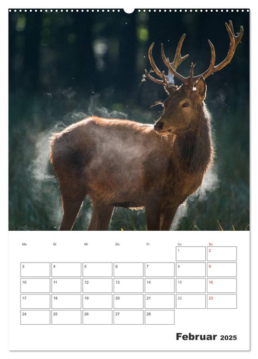 Emotionale Momente: Hirschbrunft (CALVENDO Premium Wandkalender 2025)