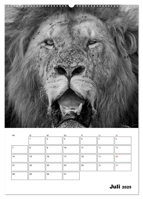 FineArt in Black and White: Der König der Löwen (CALVENDO Premium Wandkalender 2025)