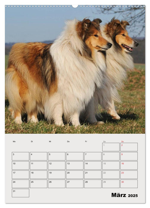 Collies - Freunde für´s Leben (CALVENDO Premium Wandkalender 2025)