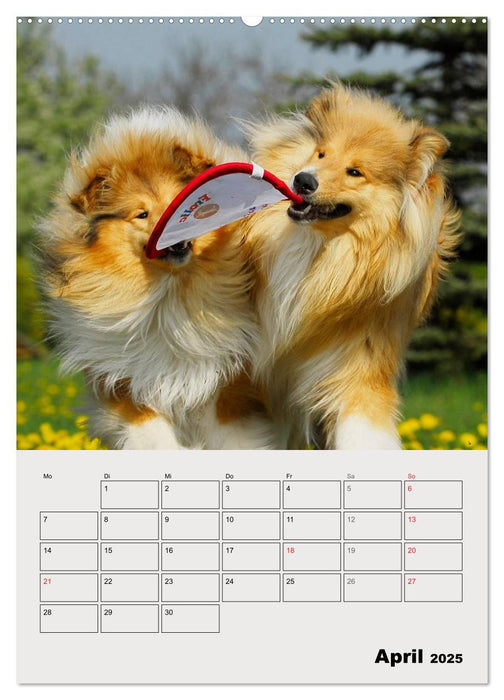 Collies - Freunde für´s Leben (CALVENDO Premium Wandkalender 2025)