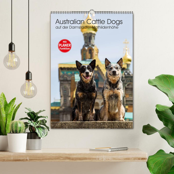 Australian Cattle Dogs auf der Darmstädter Mathildenhöhe (CALVENDO Wandkalender 2025)