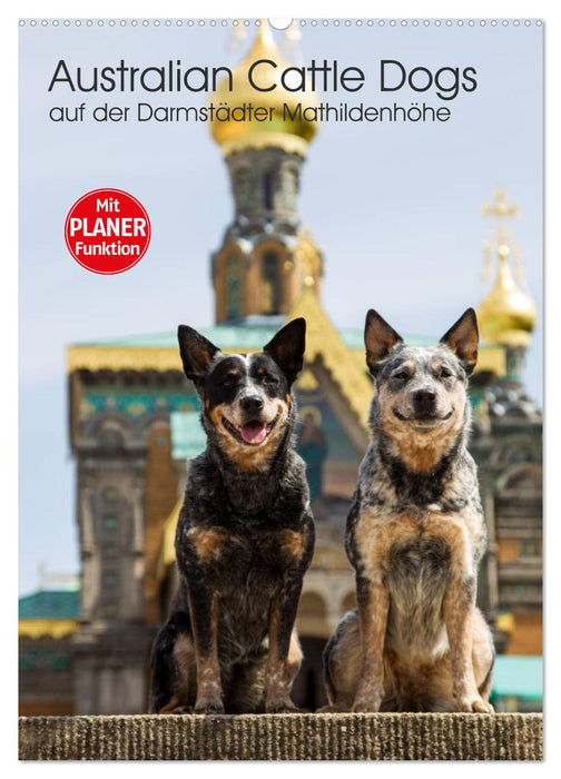 Australian Cattle Dogs auf der Darmstädter Mathildenhöhe (CALVENDO Wandkalender 2025)