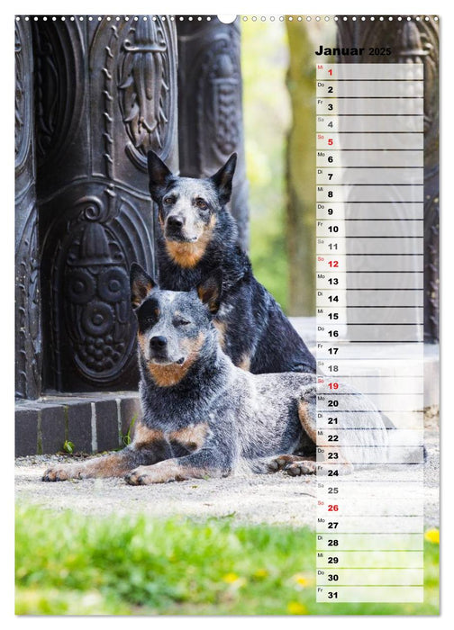 Australian Cattle Dogs auf der Darmstädter Mathildenhöhe (CALVENDO Wandkalender 2025)