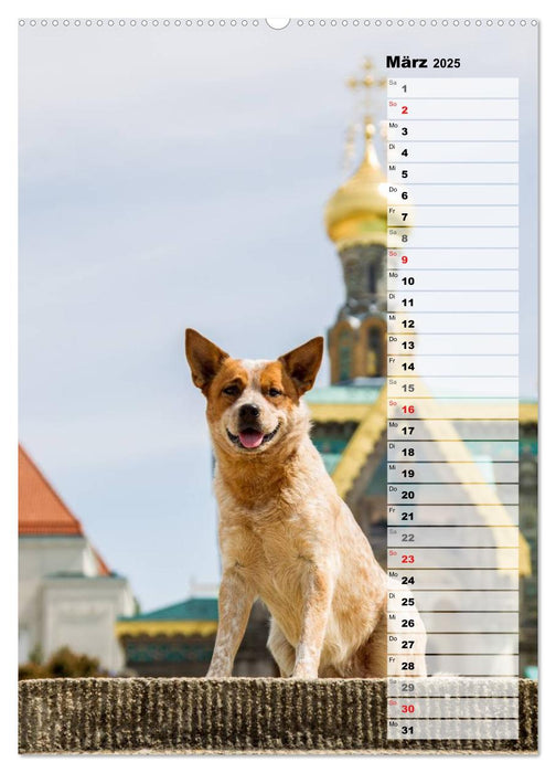 Australian Cattle Dogs auf der Darmstädter Mathildenhöhe (CALVENDO Wandkalender 2025)