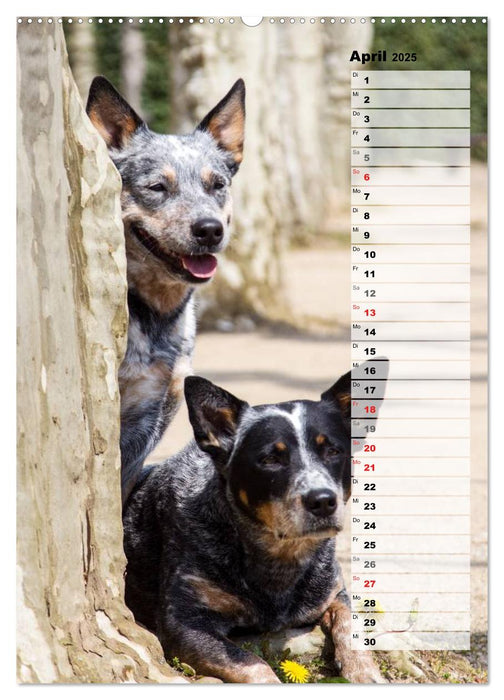 Australian Cattle Dogs auf der Darmstädter Mathildenhöhe (CALVENDO Wandkalender 2025)