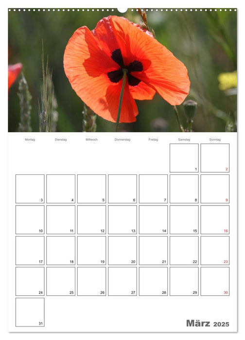 Mohnblumen-ein Traum in rot (CALVENDO Premium Wandkalender 2025)