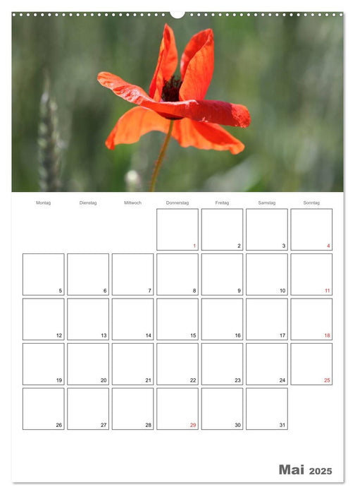 Mohnblumen-ein Traum in rot (CALVENDO Premium Wandkalender 2025)