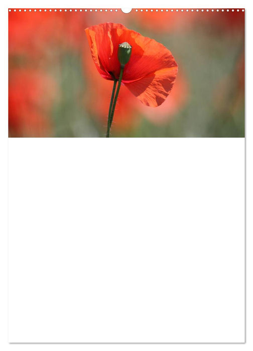 Mohnblumen-ein Traum in rot (CALVENDO Premium Wandkalender 2025)