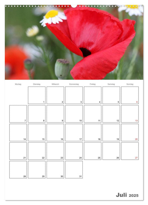 Mohnblumen-ein Traum in rot (CALVENDO Premium Wandkalender 2025)