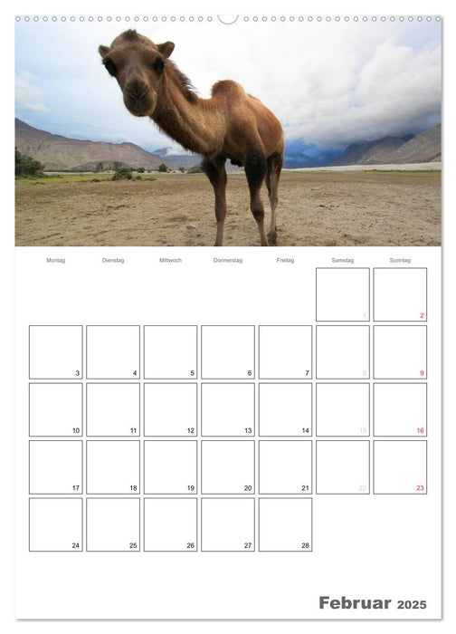 Kamel Porträt (CALVENDO Premium Wandkalender 2025)