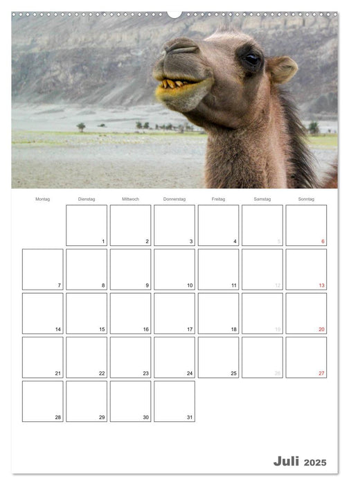 Kamel Porträt (CALVENDO Premium Wandkalender 2025)