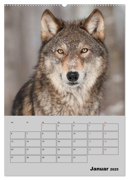 Wolf-Gesichter (CALVENDO Premium Wandkalender 2025)