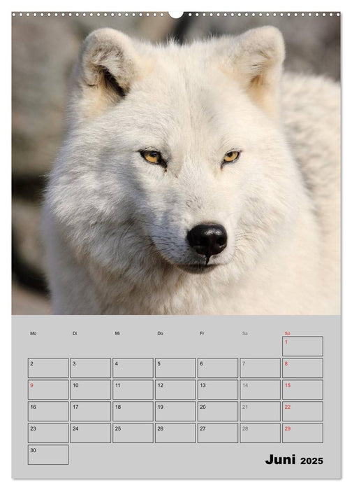 Wolf-Gesichter (CALVENDO Premium Wandkalender 2025)