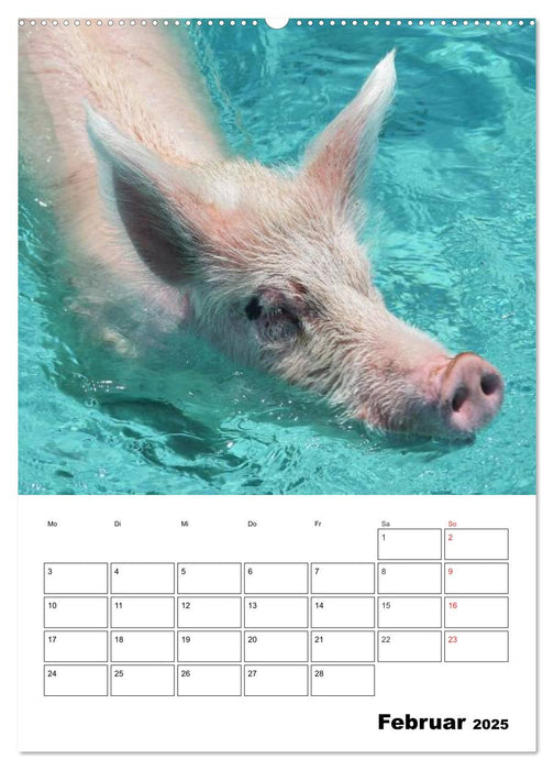 Schweine auf den Bahamas! (CALVENDO Premium Wandkalender 2025)