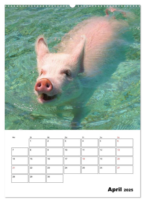 Schweine auf den Bahamas! (CALVENDO Premium Wandkalender 2025)