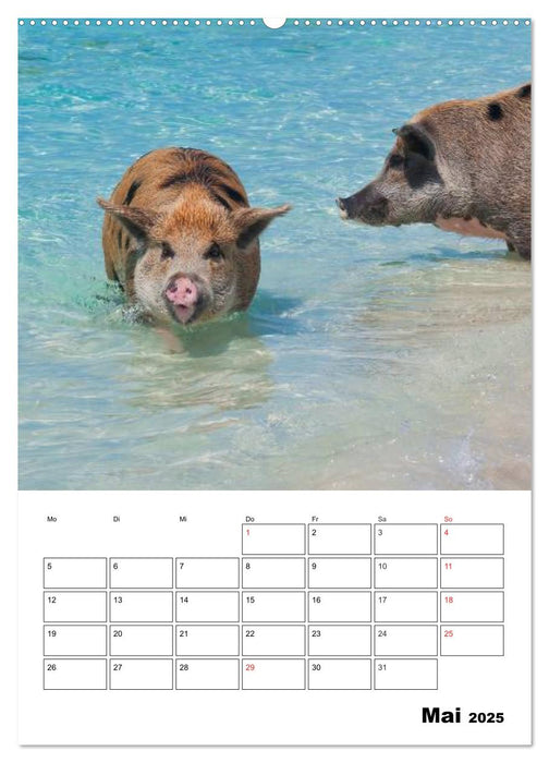 Schweine auf den Bahamas! (CALVENDO Premium Wandkalender 2025)