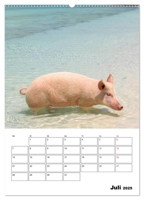 Schweine auf den Bahamas! (CALVENDO Premium Wandkalender 2025)