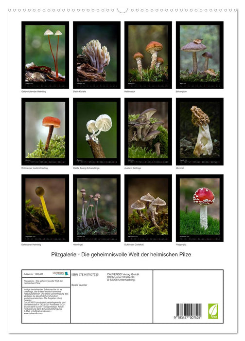 Pilzgalerie - Die geheimnisvolle Welt der heimischen Pilze (CALVENDO Premium Wandkalender 2025)