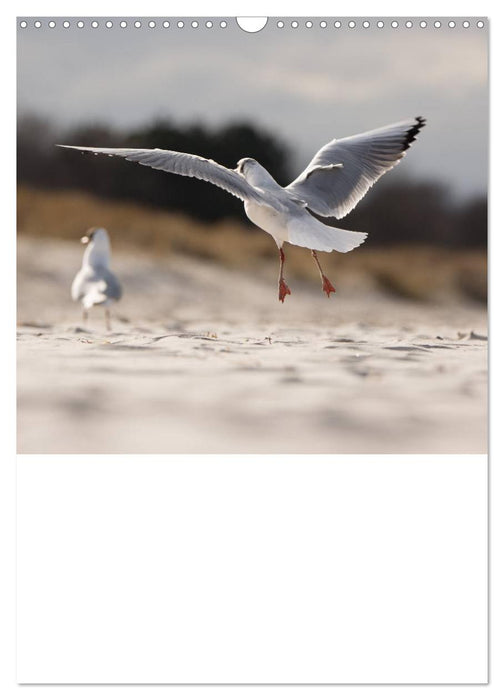 Möwen - die Vögel der Küste (CALVENDO Wandkalender 2025)