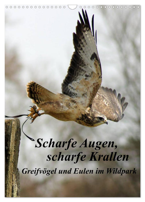 Scharfe Krallen, scharfe Augen, Greifvögel und Eulen im Wildpark (CALVENDO Wandkalender 2025)