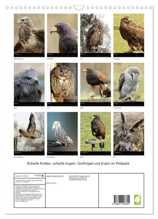 Scharfe Krallen, scharfe Augen, Greifvögel und Eulen im Wildpark (CALVENDO Wandkalender 2025)