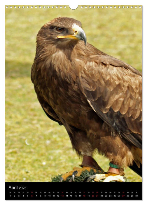 Scharfe Krallen, scharfe Augen, Greifvögel und Eulen im Wildpark (CALVENDO Wandkalender 2025)