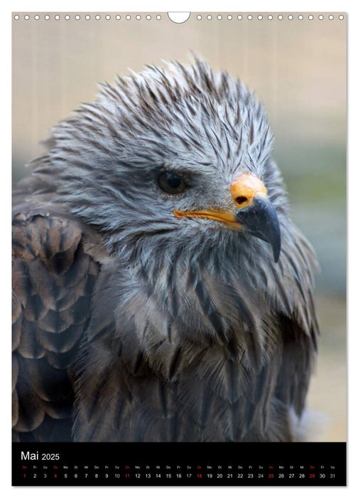 Scharfe Krallen, scharfe Augen, Greifvögel und Eulen im Wildpark (CALVENDO Wandkalender 2025)