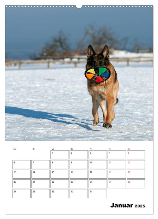 Deutscher Schäferhund - Der beste Freund des Menschen (CALVENDO Wandkalender 2025)