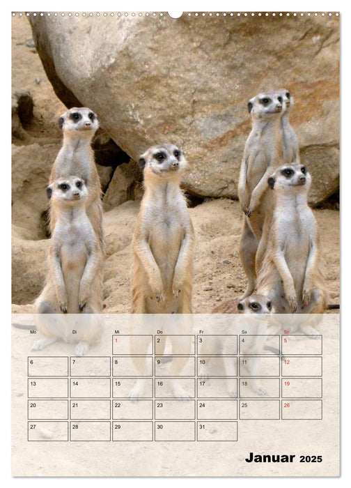 Erdmännchen - Afrikas liebenswerte Zwerge (CALVENDO Premium Wandkalender 2025)