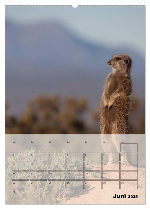 Erdmännchen - Afrikas liebenswerte Zwerge (CALVENDO Premium Wandkalender 2025)