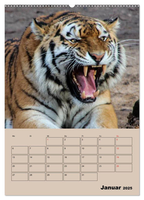 Großkatzen. Raubkatzengesichter (CALVENDO Premium Wandkalender 2025)