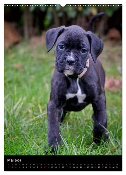 Deutsche Boxer Babys... (CALVENDO Premium Wandkalender 2025)