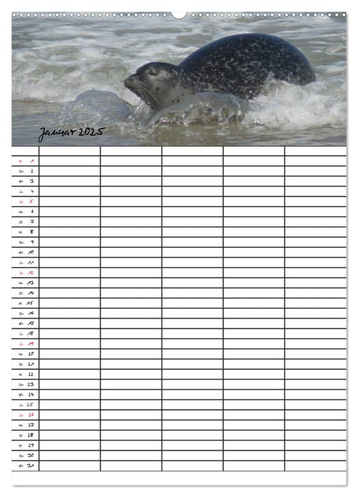 Robben Familienplaner (CALVENDO Premium Wandkalender 2025)