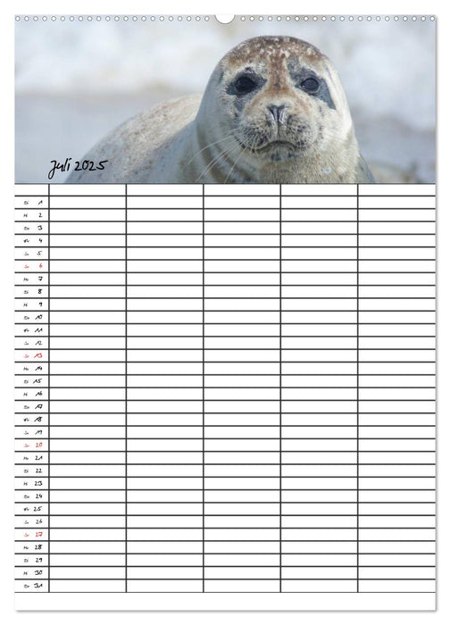 Robben Familienplaner (CALVENDO Premium Wandkalender 2025)