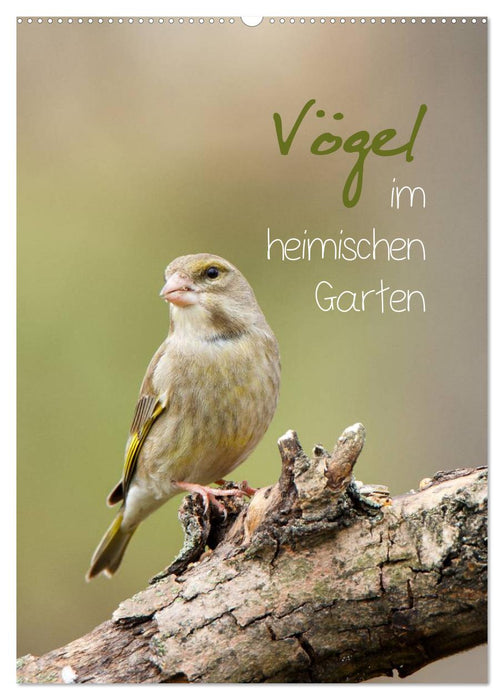 Vögel im heimischen Garten (CALVENDO Wandkalender 2025)