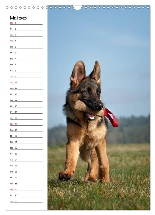 Deutscher Schäferhund - unser bester Freund (CALVENDO Wandkalender 2025)