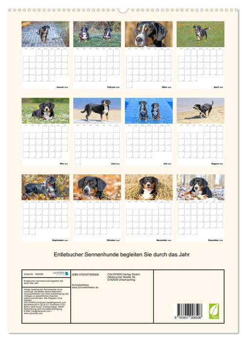 Entlebucher Sennenhunde begleiten Sie durch das Jahr (CALVENDO Premium Wandkalender 2025)