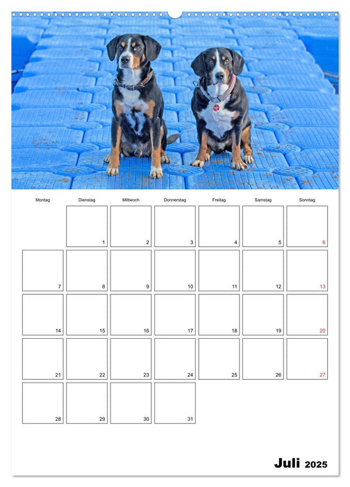 Entlebucher Sennenhunde begleiten Sie durch das Jahr (CALVENDO Premium Wandkalender 2025)