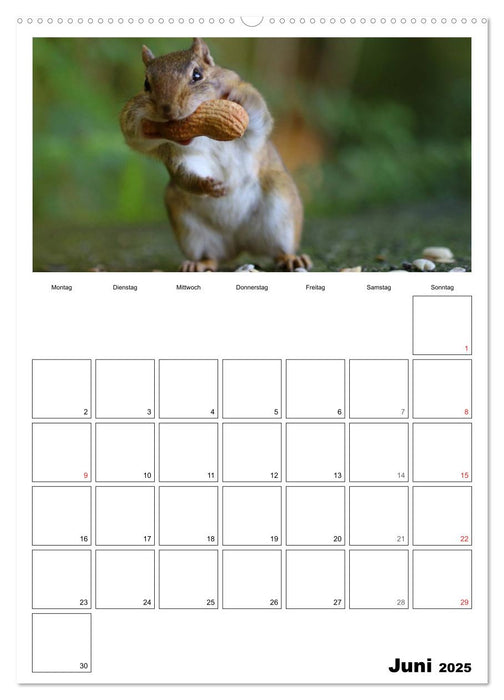 Streifenhörnchen - neugierige Nager (CALVENDO Premium Wandkalender 2025)