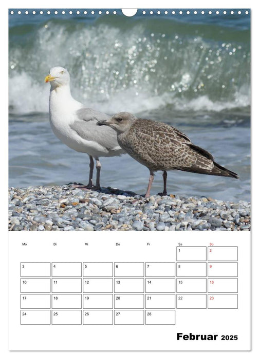 Einzigartige Insel Helgoland (CALVENDO Wandkalender 2025)