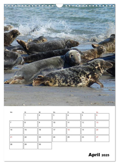 Einzigartige Insel Helgoland (CALVENDO Wandkalender 2025)