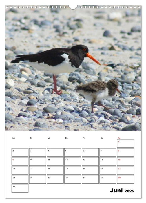 Einzigartige Insel Helgoland (CALVENDO Wandkalender 2025)