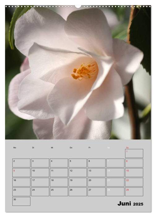 Kamelien Lichtblicke in der dunklen Jahreszeit (CALVENDO Premium Wandkalender 2025)