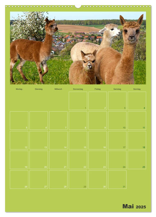 Alpakas zum Verlieben (CALVENDO Premium Wandkalender 2025)