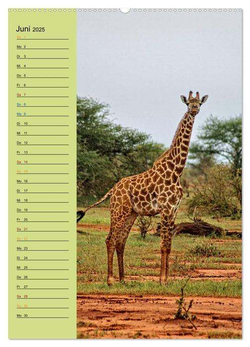 Giraffen. Voller Stolz und Grazie (CALVENDO Premium Wandkalender 2025)