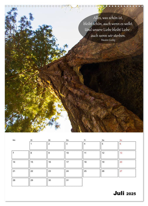 USA - Rotes Land und Baumgeflüster (CALVENDO Premium Wandkalender 2025)
