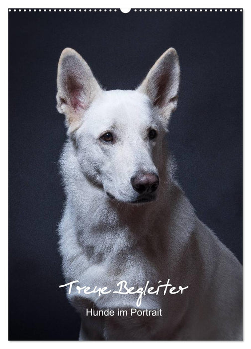 Treue Wegbegleiter, Hunde im Portrait. (CALVENDO Wandkalender 2025)