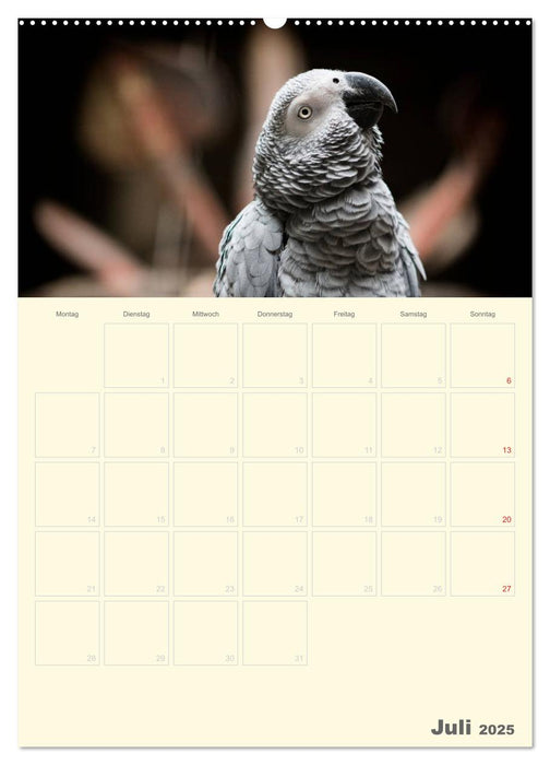 Kunterbunter Papageien-Planer (CALVENDO Premium Wandkalender 2025)